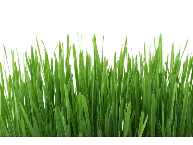 Gimpet Katzen-Nahrungsergänzung Katzengras mit Wiesenduft, 150 g 4 Gimpet Katzen-Nahrungsergänzung Katzengras mit Wiesenduft, 150 g – Bild 2