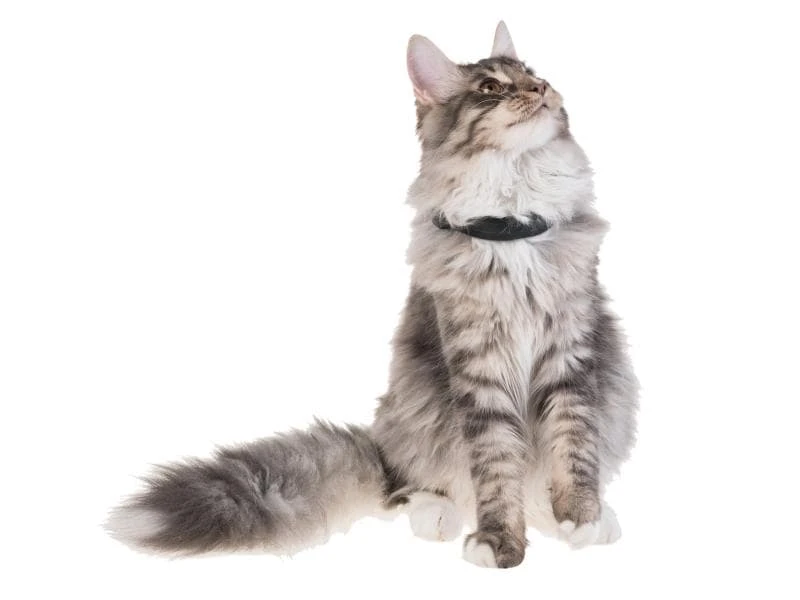 PetTracer GPS-Katzenhalsband Zusatzhalsband 3 PetTracer GPS-Katzenhalsband Zusatzhalsband
