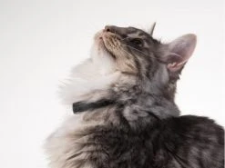 PetTracer GPS-Katzenhalsband -Katzenwelt Verkaufsgeschäft 52414866 xxl