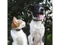 Invoxia GPS-Tracker für Katzen und Hunde inkl. Befestigungsclips 14 Invoxia GPS-Tracker für Katzen und Hunde inkl. Befestigungsclips -Katzenwelt Verkaufsgeschäft 52927047 xxl 1