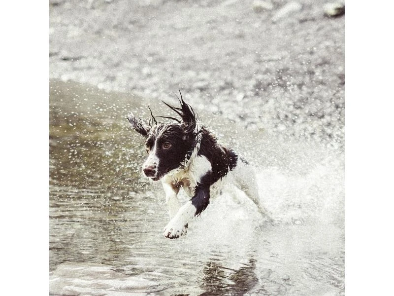 Invoxia GPS-Tracker für Katzen und Hunde inkl. Befestigungsclips 6 Invoxia GPS-Tracker für Katzen und Hunde inkl. Befestigungsclips – Bild 4