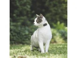 Invoxia GPS-Tracker für Katzen und Hunde inkl. Befestigungsclips 18 Invoxia GPS-Tracker für Katzen und Hunde inkl. Befestigungsclips -Katzenwelt Verkaufsgeschäft 52927074 xxl 1