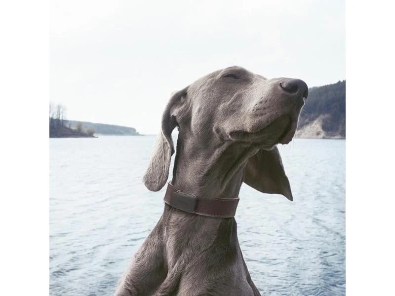 Invoxia GPS-Tracker für Katzen und Hunde inkl. Befestigungsclips 10 Invoxia GPS-Tracker für Katzen und Hunde inkl. Befestigungsclips – Bild 8