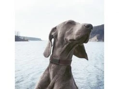 Invoxia Pet GPS-Tracker für Katzen und Hunde -Katzenwelt Verkaufsgeschäft 52927080 xxl