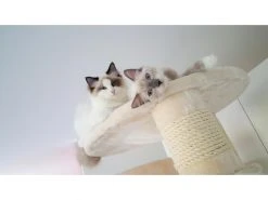 PetHomes Kratzbaum Long Beach, Beige 12 PetHomes Kratzbaum Long Beach, Beige -Katzenwelt Verkaufsgeschäft 53804764 xxl