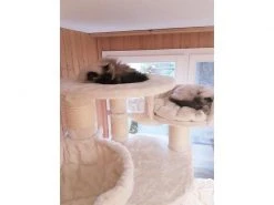 PetHomes Kratzbaum Long Beach, Beige 13 PetHomes Kratzbaum Long Beach, Beige -Katzenwelt Verkaufsgeschäft 53804856 xxl