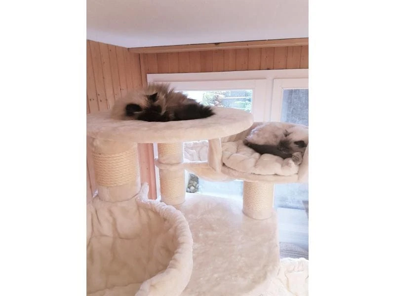 PetHomes Kratzbaum Long Beach, Beige 8 PetHomes Kratzbaum Long Beach, Beige – Bild 6