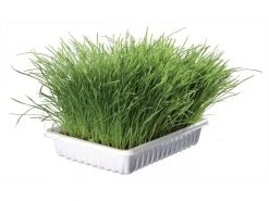 Trixie Softgras Schale 100 g Schale -Katzenwelt Verkaufsgeschäft 57457204 xxl