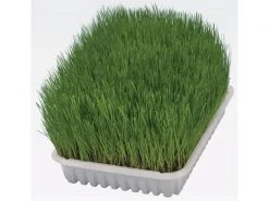 Trixie Softgras Schale 100 g Schale -Katzenwelt Verkaufsgeschäft 57457210 xxl