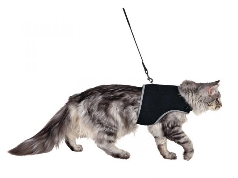 Katzenwelt Verkaufsgeschäft 34 Katzenwelt Verkaufsgeschäft -Katzenwelt Verkaufsgeschäft 58857323 xxl 768x576 1